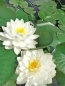 Preview: Seerose - Nymphaea Gonnere